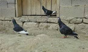 Pigeon 2020
