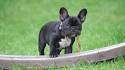 Different Bulldog Breeds for You to Consider