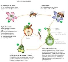 Fecundacion Angiospermas Busqueda De Google Reproduccion De Plantas Polinizacion De Las Plantas Ciclos De Vida De Las Plantas