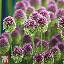 Check spelling or type a new query. Allium Sphaerocephalon Thompson Morgan