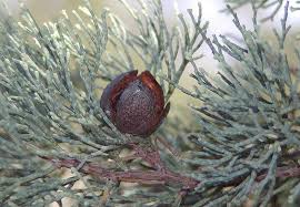 Image result for Callitris