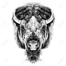 The Buffalo Head Is Symmetrical Looks Right Sketch Vector Graphic Of A Black And White Image Affiliate Symmetri White Image Black And White Stock Vector