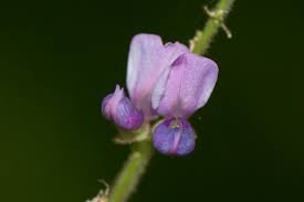 Image result for Polhillides