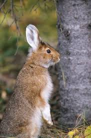 Snowshoe Hare Alaskaphotographics Com Snowshoe Hare Animals Friends Animals