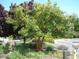 Discover our huge online selection of plants. Arbutus Marina Arbutus Marina Plants Strawberry Tree