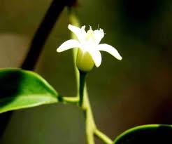 Image result for Triplochiton zambesiacus