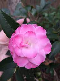 Pin On Camellias