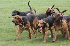 Allanimalsunited Hound Dog Bloodhound Bloodhound Dogs