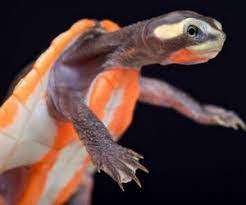 Progress of an albino pink belly sideneck turtle who was born with her heart exposed. Pink Belly Sideneck Turtle Red Belly Sideneck Turtle Video All Turtles