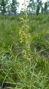 Image result for Crotalaria lanceolata