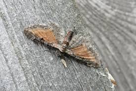 Image result for Eupithecia icterata