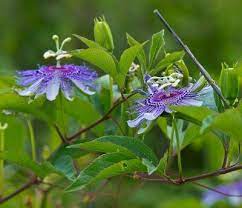 Passion Flower Not Blooming Reasons Why Passion Flower Does Not Bloom Passion Flower Purple Passion Flower Unusual Flowers