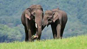 Ethical Elephant Tourism Do's and Don'ts