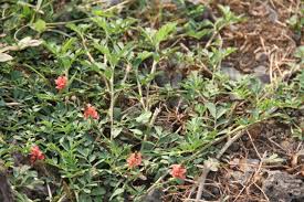 Image result for Indigofera spicata