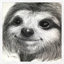 Sloth Closeup Sloth Slothk Slothstudio Terence Koh Art Artwork Illustration Instagram Doodle Draw Sloth Drawing Sloth Art Realistic Animal Drawings