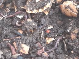 Image result for Sarcophyte piriei