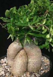 Image result for Fockea angustifolia