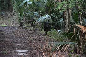Beauty points sammeln & mit der douglas beauty card von exklusiven vorteilen profitieren. Looping Through Black Bear Wilderness Florida Hikes
