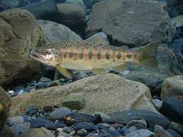 和平悠遊 42402 國寶魚 櫻花鉤吻鮭 趴趴虎的部落格 痞客邦 fish meat
