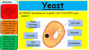 Bacterial cells are 0.2 to 2 µm in size. Starter B1 Recap Bacteria Yeast 4 28 2017 Name 3 Bacteria Ppt Video Online Download