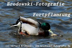 Nach dem schlüpfen der küken, wird der nachwuchs sofort in den verband integriert. Die Stockente Steckbrief Brutzeit Feinde Bilder Brutzeit Referat