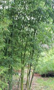 Image result for Justicia phyllostachys