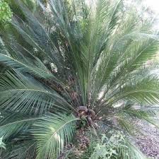 Image result for Zamiaceae