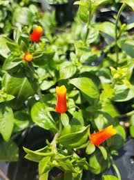 Image result for Manettia