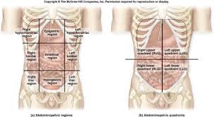 The abdomen can be divided into four quadrants. Anatomy 3 Anterior Abdominal Wall Flashcards Quizlet