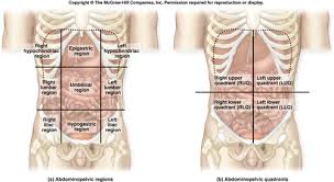 Left side abdominal pain can be caused both by organs and structures on the left section of the abdomen as well as those located away from the rectus sheath haematoma can cause a mass that causes considerable pain. Anatomy Lecture Block Iii Learning Objectives Flashcards Quizlet