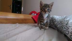 10 week old kitten pictures. Bengal X Birman 10 Week Old Kitten Warrington Cheshire Pets4homes