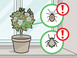 Dec 28, 2018 · gardenias grown indoors should receive at least six hours of light through a sunny window that faces south or west. 3 Ways To Care For Gardenias Wikihow