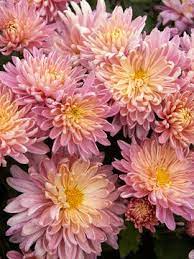 Mum Jessica Louise Bluestone Perennials Chrysanthemum Plant Mums Flowers Flowers Perennials