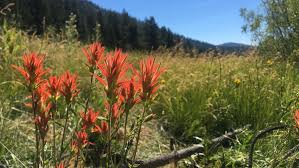 Learn how to plant, care for and prune clematis vines so they produce the biggest blooms in your. Secret Garden Filled With Rare Species Open Near Truckee After Century Krnv