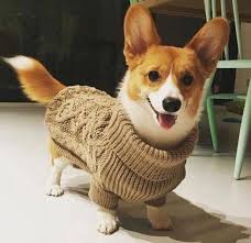 Pembroke Welsh Corgi Alert And Affectionate Corgi Corgi Dog Cute Baby Animals