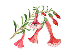 Image result for Cantua