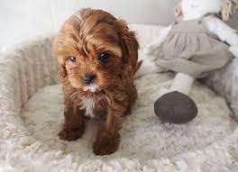 Cavoodle Cute Dogs And Puppies Cute Baby Animals Cute Puppies