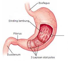 Pankreas juga memproduksi insulin dan meneruskannya langsung ke aliran darah. Macam Macam Enzim Pencernaan Dan Fungsinya Nusa Caraka