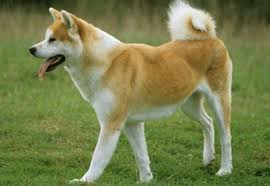 ボード akita のピン