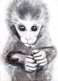 Free Monkey Drawings Download Free Monkey Drawings Png Images Free Cliparts On Clipart Library