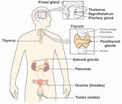 Nervous System Worksheet High School Unique Awesome The Nervous And Endocrine Systems Review Article In 2020 Endocrine System Nervous System Diagram Endocrine
