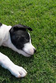 Keep your lawn looking beautiful and yellow/brown spot free with grass green. How To Fix Dog Urine Spots On Lawns