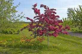 Image result for Malus × purpurea