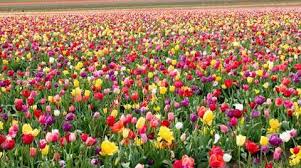 We did not find results for: Mughal Gardens In Delhi Everything You Need To Read Before You Visit Nearfox