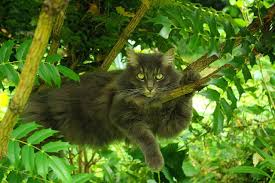 Here at cat tree uk, we are passionate about providing cat owners with the very best information, advice and products available on the market for your feline friend.from luxury cat trees, cat scratching posts, outdoor cat trees and. The Best Outdoor Cat Trees And Houses Kittycattree Com