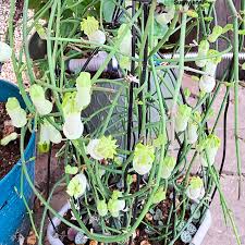 Image result for Ceropegia multiflora