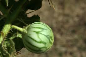 Image result for Solanum viarum