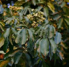 Image result for Trichilia