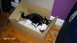 A cardboard box is a box made from a thick, strong paper product. 10 Ways Boxes Destroy Your Life