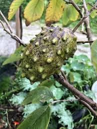 Image result for Heywoodia